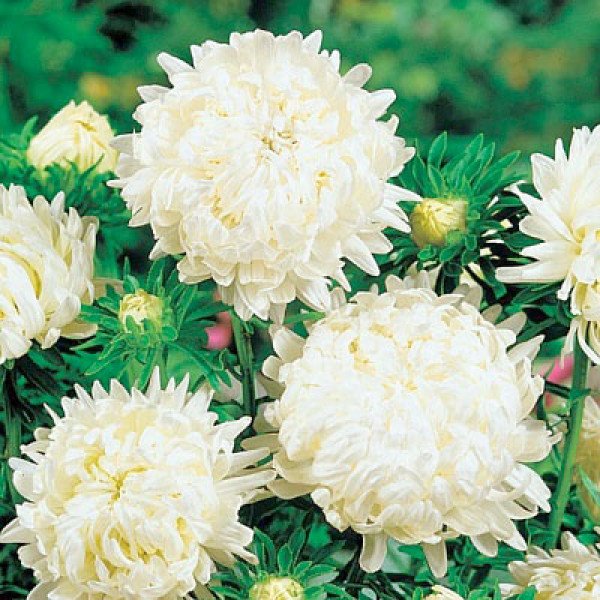 Насіння айстри китайської Дюшес біла /5 г/ *Hem Zaden*