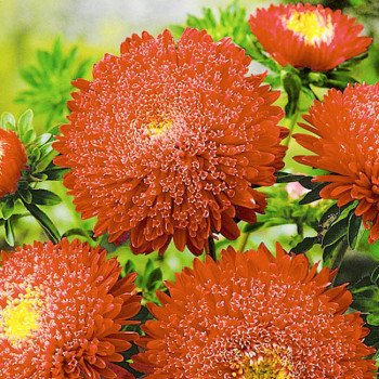 Астра Принцесса медно-красная /5 г/ *Hem Zaden*