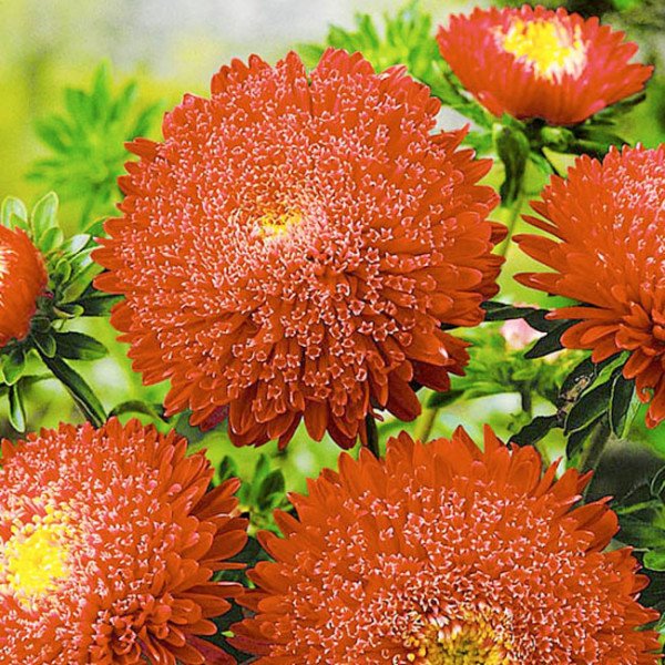 Насіння айстри Принцеса мідно-червона /5 г/ *Hem Zaden*