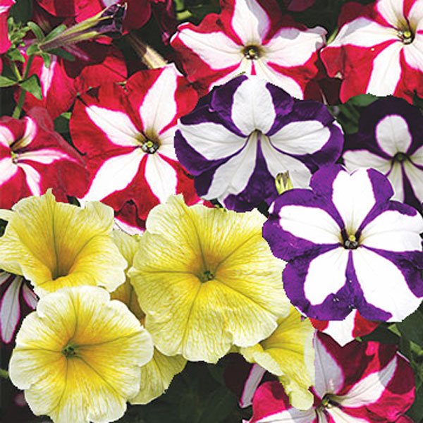 Насіння петунії Лавина F1 зоряна суміш /50 насінин/ *Cerny*