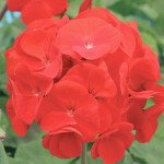 Пеларгонія Альона F1 /10 насінин/ *Cerny*