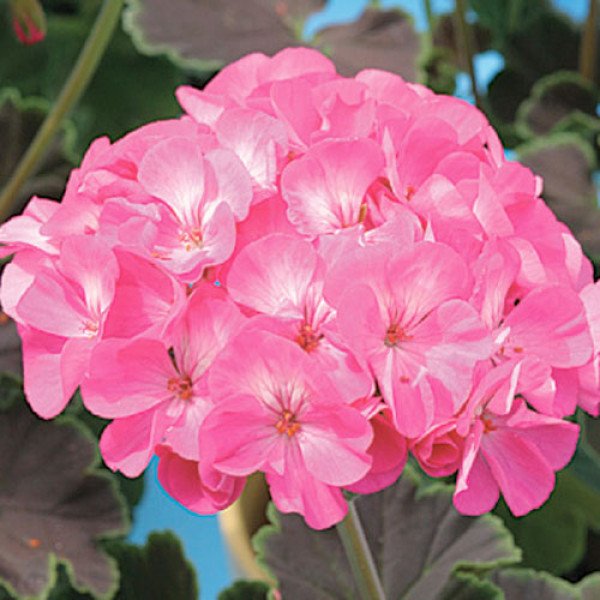 Семена пеларгонии Найт Роуз F1 /10 семян/ *Cerny*