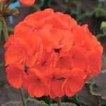 Пеларгонія Найт Скарлет F1 /10 насінин *Cerny*