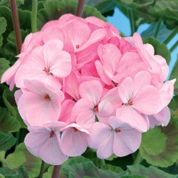 Пеларгонія Яскрава F1 /10 насінин/ *Cerny*