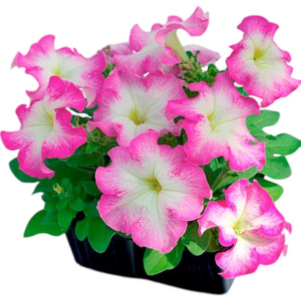 Насіння петунії Танго F1 рожевий ранок (rose morn) /50 насінин/ *Hem Genetics*