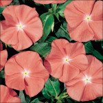 Катарантус Хетвейв Санта Фе /50 семян/ *Hem Genetics*