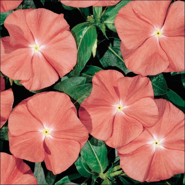 Семена катарантуса Хетвейв Санта Фе /50 семян/ *Hem Genetics*