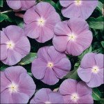 Катарантус Хетвейв синій з білим вічком (blue with eye) /50 насінин/ *Hem Genetics*