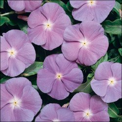 Катарантус Хетвейв синій з білим вічком (blue with eye) /50 насінин/ *Hem Genetics*