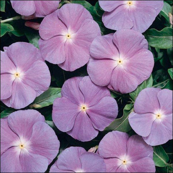 Семена катарантуса Хетвейв синий с белым глазком (blue with eye) /50 семян/ *Hem Genetics*