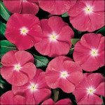 Катарантус Хетвейв черри /50 семян/ *Hem Genetics*