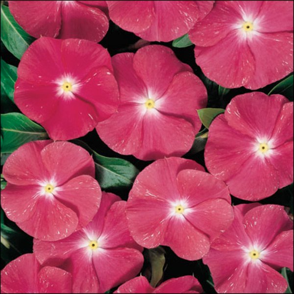 Семена катарантуса Хетвейв черри /50 семян/ *Hem Genetics*