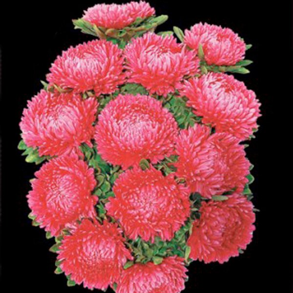 Насіння айстри китайської Дюшес кримсон /5 г/ *Hem Zaden*