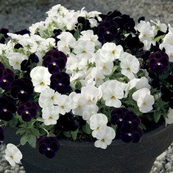 Виола Корина F1 бело-черная смесь /30 семян/ *Hem Genetics*