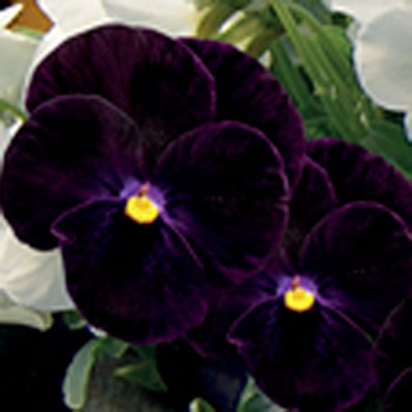 Семена виолы Корина F1 бархатно-черная /30 семян/ *Hem Genetics*