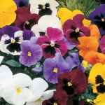 Виола Целло F1 смесь /50 семян/ *Hem Genetics*