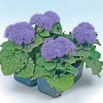 Агератум Даймонд F1 блакитний /100 насінин/ *Hem Genetics*