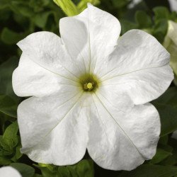 Петуния Тритуния F1 белая (white) /50 семян/ *Syngenta*