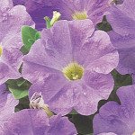 Петунія Міраж F1 блакитний (light blue) /50 насінин/ *Pan American*