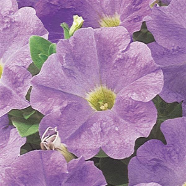 Насіння петунії Міраж F1 блакитний (light blue) /50 насінин/ *Pan American*