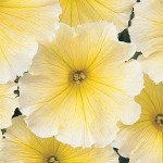 Петуния Мираж F1 желтый (yellow) /50 семян/ *Pan American*