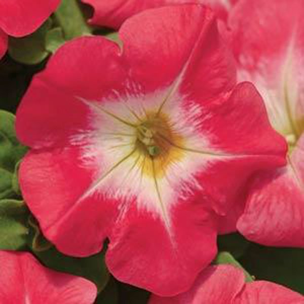 Семена петунии Мираж F1 пламенное утро (red morn) /50 семян/ *Pan American*