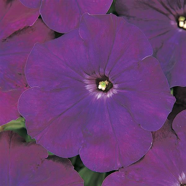 Семена петунии Мираж F1 пурпурный (purple) /50 семян/ *Pan American*