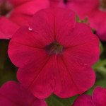 Петуния Мираж F1 розовый (pink) /50 семян/ *Pan American*