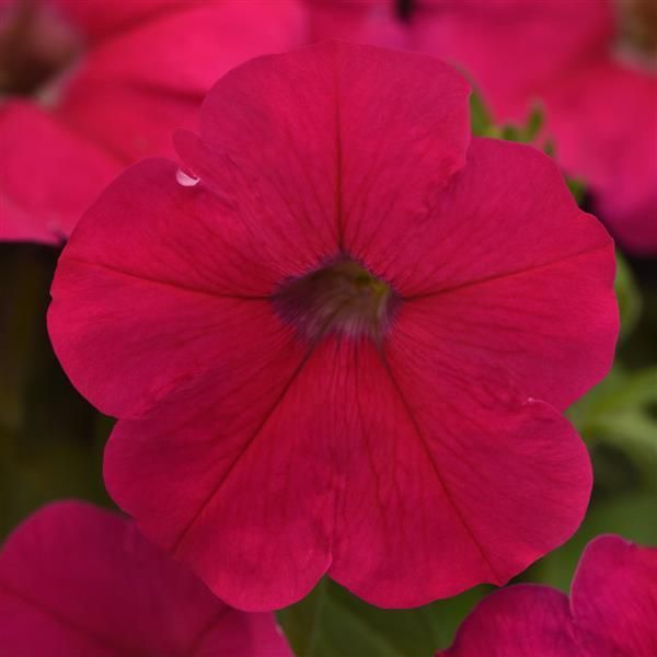 Семена петунии Мираж F1 розовый (pink) /50 семян/ *Pan American*