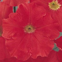 Петуния Мираж F1 красный (red) /50 семян/ *Pan American*