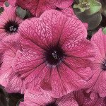 Петуния Мираж F1 орхид (orchid) /50 семян/ *Pan American*