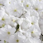 Петунія Селебреті F1 білий (white) /50 насінин/ *Benary*