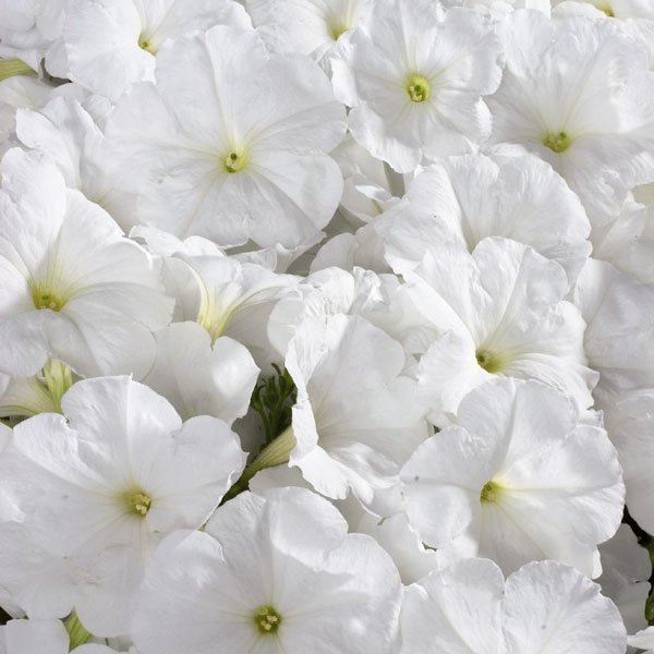 Насіння петунії Селебреті F1 білий (white) /50 насінин/ *Benary*