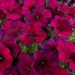 Петунія Селебреті F1 бургунді (burgundi) /50 насінин/ *Benary*