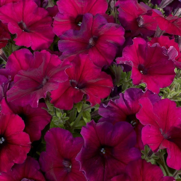 Семена петунии Селебрети F1 бургунди (burgundi) /50 семян/ *Benary*