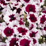 Петуния Селебрети F1 бургунди фрост (burgundy frost) /50 семян/ *Benary*