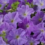 Петунія Селебреті F1 блакитна (sky blue) /50 насінин/ *Benary*