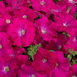 Петунія Селебреті F1 карміновий (carmine) /50 насінин/ *Benary*