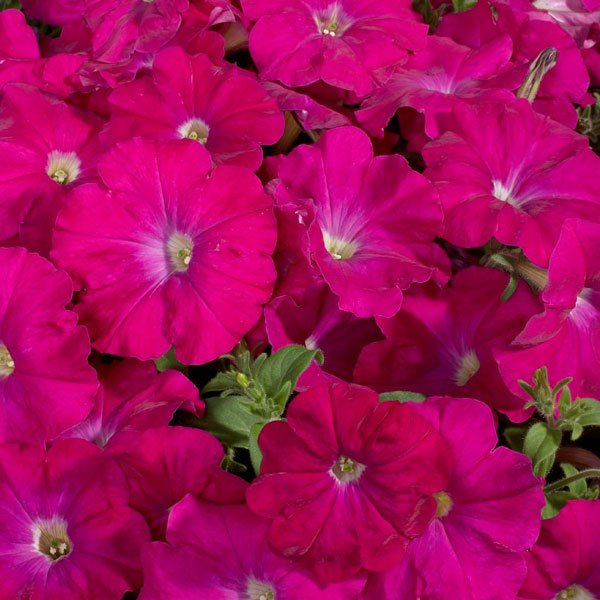 Семена петунии Селебрети F1 карминовый (carmine) /50 семян/ *Benary*