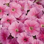 Петуния Селебрети F1 клубничный лед (strawberry ice) /50 семян/ *Benary*