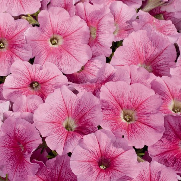 Семена петунии Селебрети F1 клубничный лед (strawberry ice) /50 семян/ *Benary*