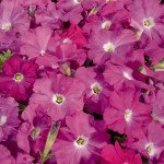 Петуния Селебрети F1 неоновый (neon) /50 семян/ *Benary*