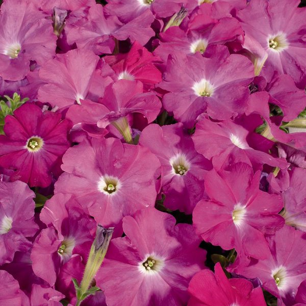 Семена петунии Селебрети F1 неоновый (neon) /50 семян/ *Benary*