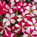 Петунія Селебреті F1 рожева зірка (rose star) /50 насінин/ *Benary*