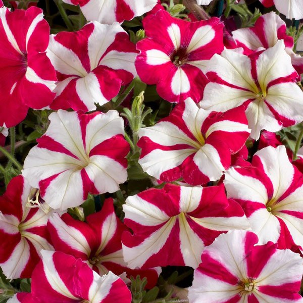 Насіння петунії Селебреті F1 рожева зірка (rose star) /50 насінин/ *Benary*