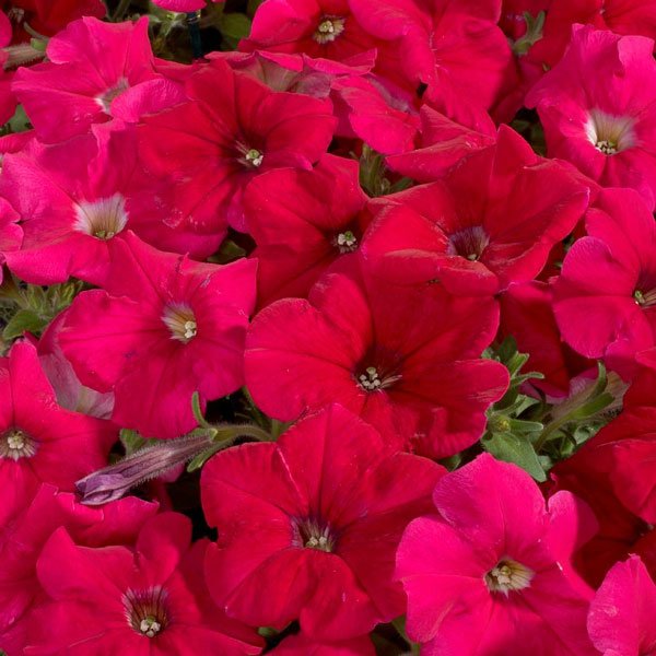 Насіння петунії Селебреті F1 рожевий (rose) /50 насінин/ *Benary*