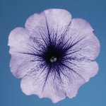 Петунія Селебреті F1 синій лід (blue ice) /50 насінин/ *Benary*