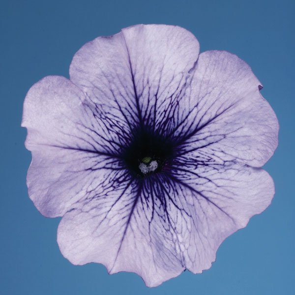 Семена петунии Селебрети F1 синий лед (blue ice) /50 семян/ *Benary*