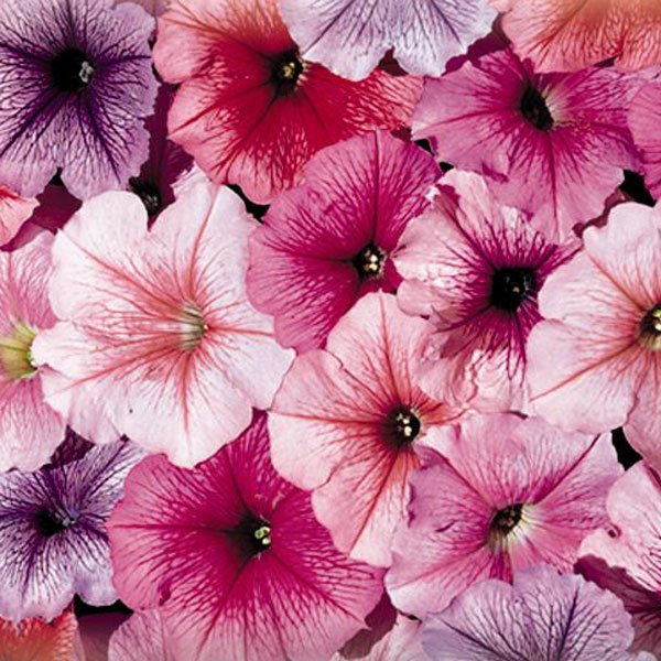 Насіння петунії Селебреті F1 суміш з прожилками (mix ice) /50 насінин/ *Benary*