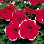 Петуния Хулахуп F1 розовый (rose) /50 семян/ *Sakata*